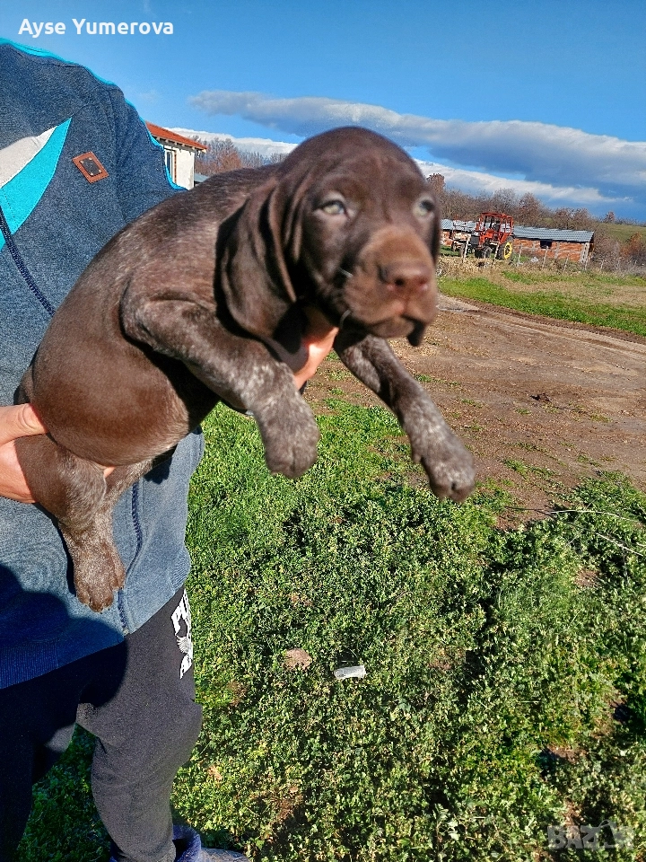 Kucuhari, снимка 1