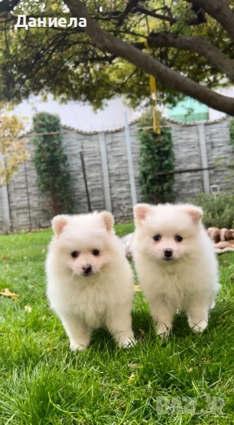 Померани, снимка 1