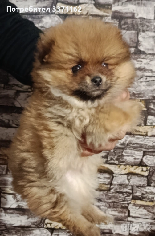  Померан, снимка 1