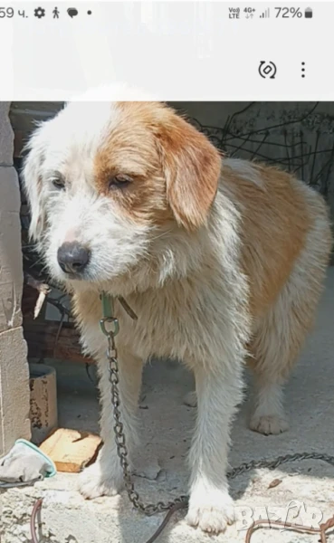 Подарявам куче, снимка 1