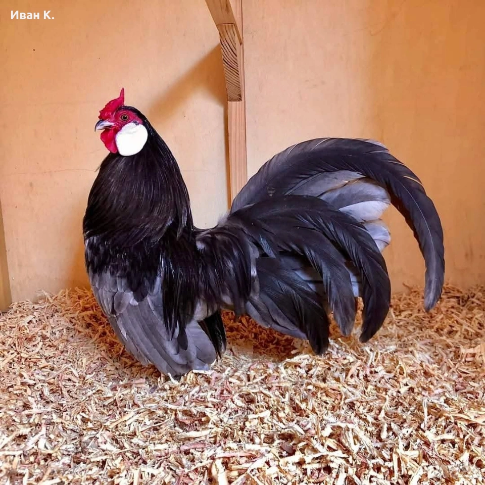 Продавам син Розкомби. , снимка 1