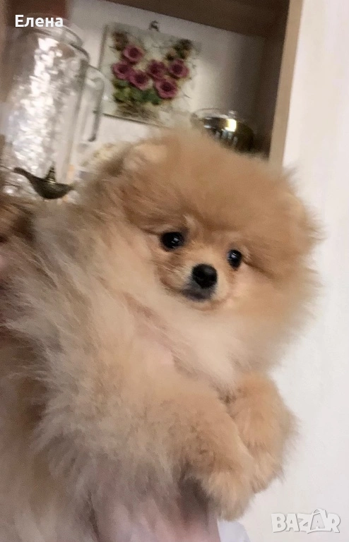 Малки сладки померанче, снимка 1