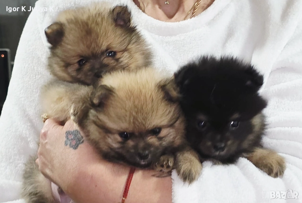 Померанчета, пухави топки, снимка 1