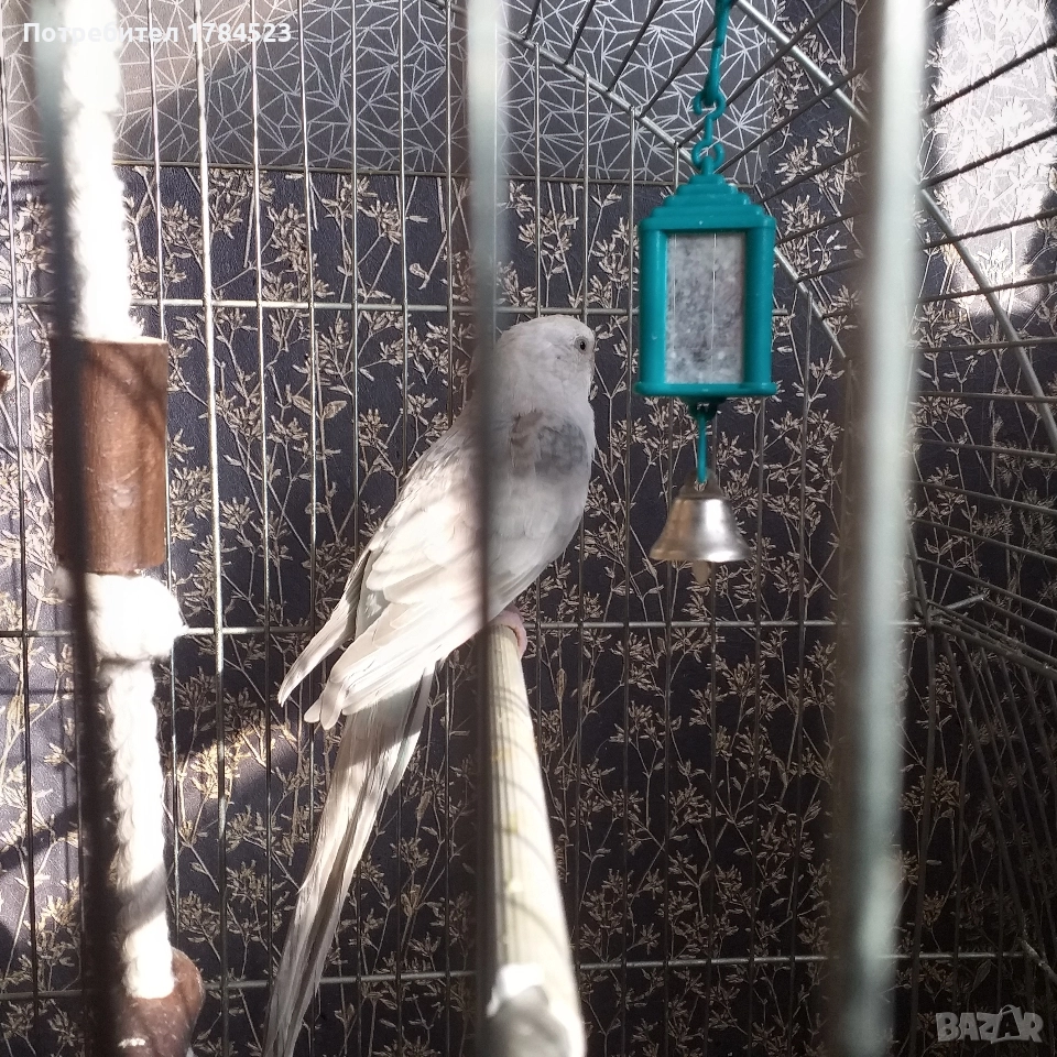 Женски поен папагал 2025г., снимка 1