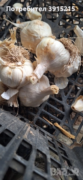 Български чесън.Имам и пролетен., снимка 1