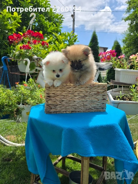 Померан померанчета , снимка 1