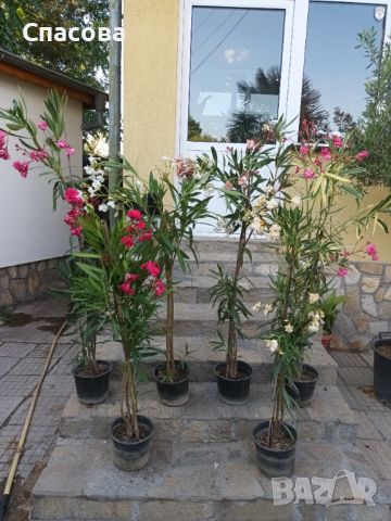 Зокум / лян различни цветове, снимка 1 - Градински цветя и растения - 46410404