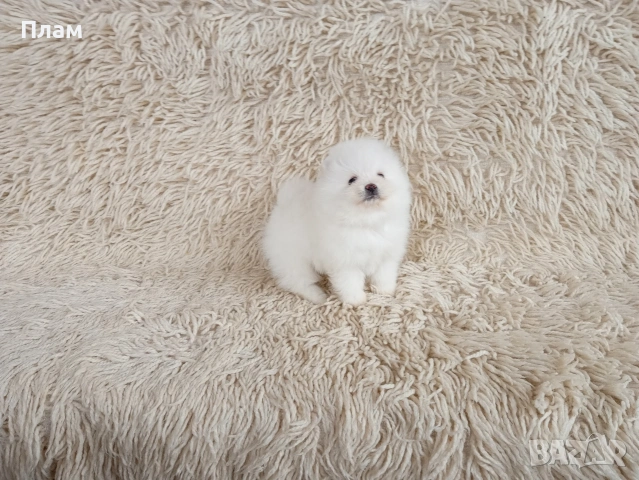 Различни възрасти !!! Померани., снимка 3 - Померан - 54057959