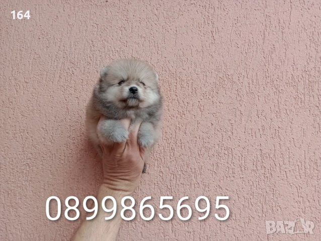 Померани. Реални снимки от 29.03.26 г.