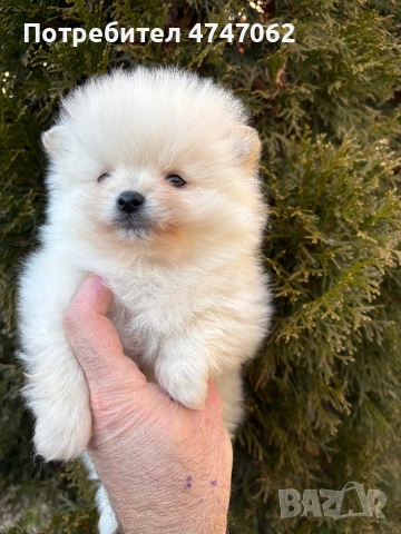 Померан мъжко, снимка 3 - Померан - 53666025