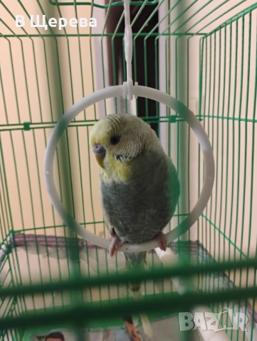 Продавам вълнист папагал заедно с клетката 