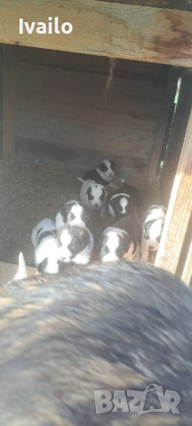 Каракачански кучанца, снимка 4 - Каракачанска овчарка - 52845236