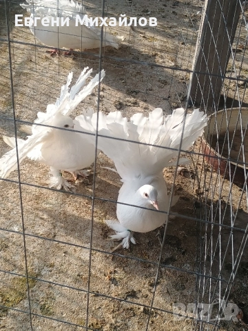 Фенерлии, снимка 7 - Гълъби - 52358162
