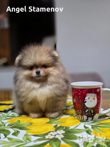 Померан шоко тан мерле, мини момче !