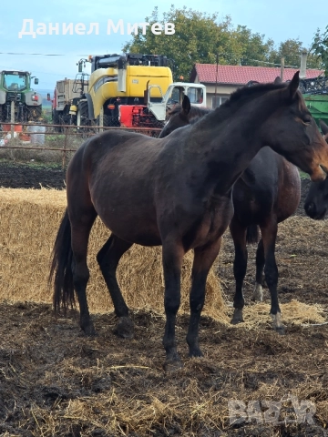 Дунавска кобила с дукоменти
На три години и половина, снимка 3 - Коне - 52481856