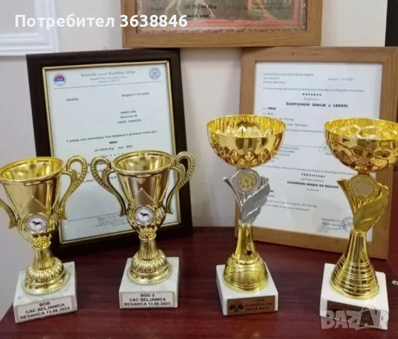 Бигъл, снимка 7 - Бигъл - 50137893