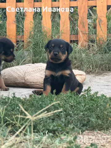 Кученца Родвайлер , снимка 1