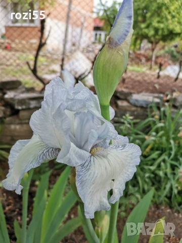 ЦВЕТЯ НА ГОЛ КОРЕН, снимка 5 - Градински цветя и растения - 53705571