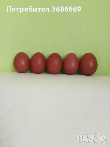 Яйца от Маран 