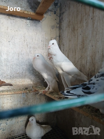 Гушести гълъби, снимка 4 - Гълъби - 53936777