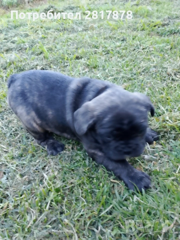 френски булдог , снимка 2 - Френски булдог - 54160417