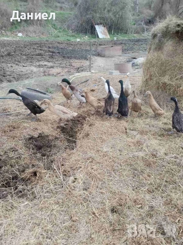 Яйца от Индийски бегач, снимка 7 - Патици и гъски - 54117284