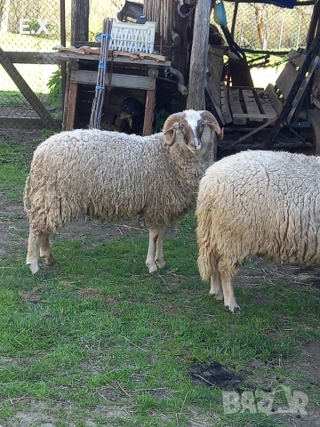 Кочове , снимка 7 - Овце - 54293399