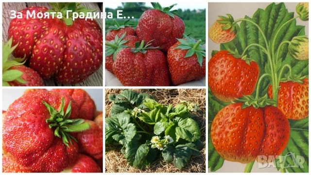 Ягода - Мадам Муто, снимка 6 - Разсади - 53623813