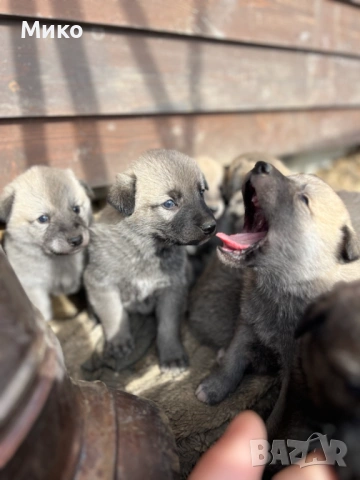 Чехословашки вълчак - Кангал, снимка 2 - Кангал - 53396270