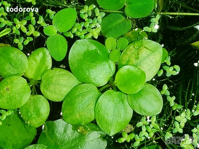 Аквариумни растения , снимка 3 - Аквариуми - 50966304