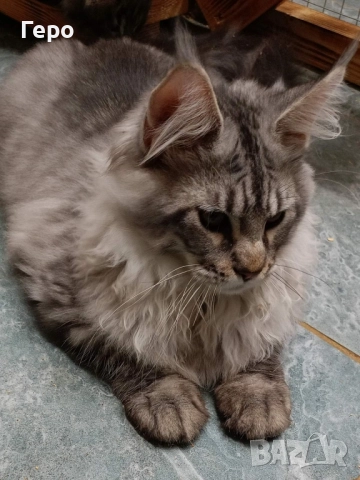 Мейн Кун , снимка 6 - Мейн кун - 52106190