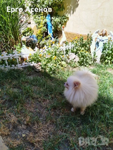 Мини померан за разплод с тегло 1.500кг., снимка 8 - Померан - 50820669