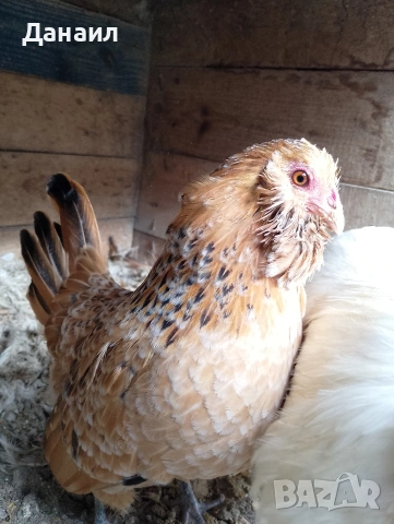 Антверпенска брадата бантамка, снимка 6 - други­ - 53381041