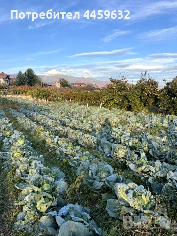 Иконом/градинар, снимка 2 - Други оферти за работа - 52637955