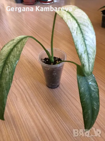 Rhaphidophora Megasperma Gorilan Marble , снимка 5 - Стайни растения - 49881443