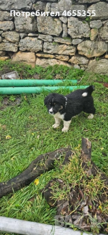 Каракачански кученца, снимка 13 - Каракачанска овчарка - 52467039