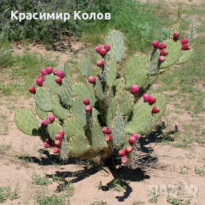 Студоустойчив ядлив кактус Опунция, Opuntia engelmannii, екзотични,овощни, снимка 2 - Градински цветя и растения - 46719281