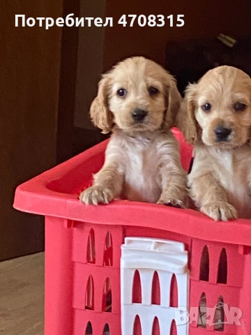 Кокер шпаньол момче  карамел ваксина, снимка 9 - Кокер шпаньол - 54275011