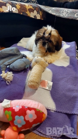 Прекрастно Шитцу , снимка 6 - Ши Тцу - 52653754