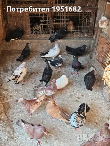 Гълъби, снимка 4 - За птици - 51380263