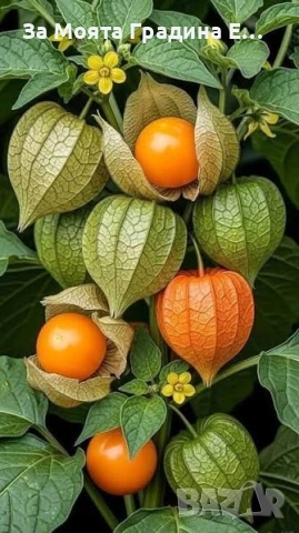 Физалис , снимка 2 - Градински цветя и растения - 53634737