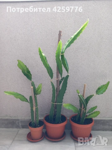 Драконов плод (питая, питахая) , снимка 1