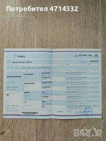 Продавам мъжки и женски кученца, снимка 4 - Дого аржентино - 53163193