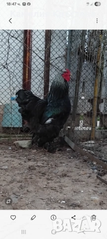 Петли Брама, снимка 4 - Кокошки и пуйки - 49295122