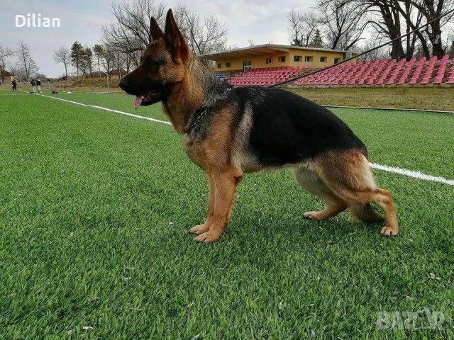 Продавам Малки Немски Овчарки , снимка 2 - Немска овчарка - 50635519