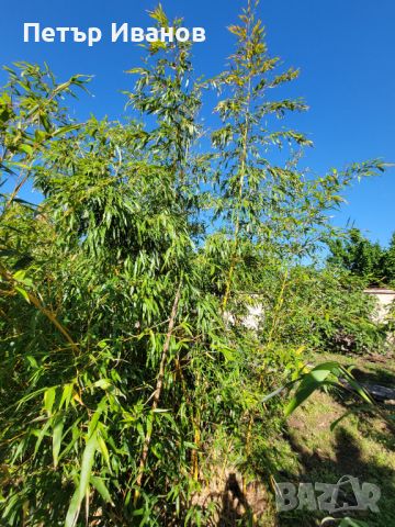 Бамбук студеноустойчив с корен, снимка 1 - Градински цветя и растения - 41115267