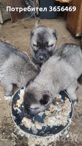 Породисти КАНГАЛИ., снимка 12 - Кангал - 53622874