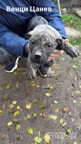 Преса канарио