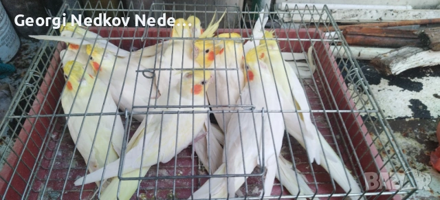 Продавам корели , снимка 2 - Папагали - 53931552