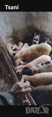 Продавам агнета за великден и Гергьовден.., снимка 5 - Овце - 54065271